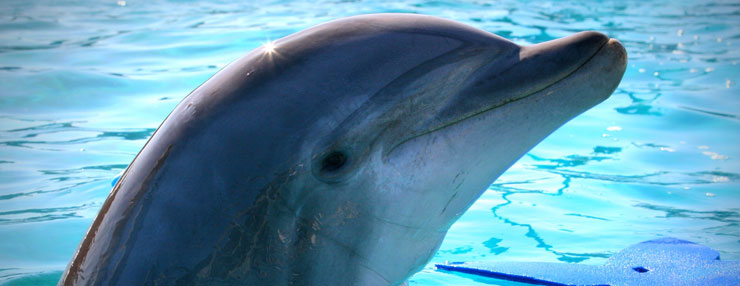 Dolphin at Seymour Center